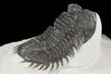 Bargain, Coltraneia Trilobite Fossil - Huge Faceted Eyes #125131-4